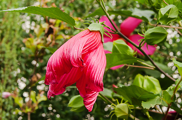 포토 JPG 해외이미지 디자인 꽃잎 꽃 벽 분홍색 백그라운드 패턴 자연 추상 발렌타인데이 그림자 선물 사랑 미술 사람없음 야외 빨간색 컬러풀 장미 머리 우주 환경 정원 일본 검은색 가을 신용카드 그룹 큼 다발 배열 오브젝트 질감 각도 엽서 해외202004 해외포토 식물 계절 감정 아시아 컬러 무늬 데이이벤트 문화예술 신체부위 금융 크기 편지 생태계 파일형식 이미지허브