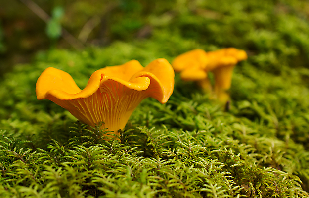 포토 JPG 해외이미지 식물 손 계절 음료 음식 줄기 채소 오렌지 재료 자연 기술 이끼 사람 사람없음 야외 초록색 농작물 갈색 노란색 버섯 수확 성장 가을 양념 황금 숲 작음 먹기 상쾌 유기농 날것 러시아 곰팡이 깔대기 숙성 시베리아 양치류 채식주의자 해외202004 해외포토 웰빙 감정 유럽 컬러 농업 과일 모션 신체부위 크기 생태계 채식 파일형식 이미지허브