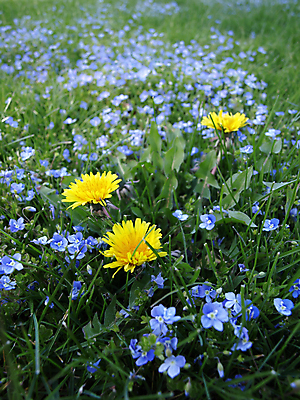포토 JPG 해외이미지 식물 꽃 밭 풍경 잔디 사람없음 초록색 파란색 노란색 정원 봄 덮개 잡초 민들레 원예 땅바닥 해외202004 해외포토 계절 컬러 농업 바닥 취미 뚜껑 파일형식 이미지허브