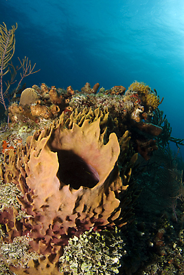 포토 JPG 해외이미지 바다 백그라운드 오렌지 자연 사람없음 물 파란색 수중 산호 다이빙 소금 암초 대서양 바하마 소금물 침몰 해외202004 해외포토 자연요소 컬러 과일 수영 자포동물 생태계 수중스포츠 파일형식 이미지허브