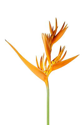 포토 JPG 해외이미지 식물 꽃잎 꽃 분홍색 백그라운드 컨셉 꽃무늬 오렌지 자연 매달리기 동양인 사람없음 장식 초록색 파란색 컬러풀 노란색 우주 정원 스파 봄 벚꽃 흰색 닫기 남쪽 내추럴 고립 이국적 파라다이스 해외202004 해외포토 계절 컬러 무늬 과일 모션 인종 방향 생태계 파일형식 이미지허브