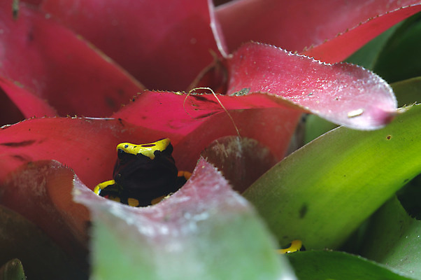 포토 JPG 해외이미지 식물 개구리 사람없음 빨간색 초록색 노란색 검은색 습기 황금 숲 해외202004 해외포토 컬러 양서류 파일형식 이미지허브