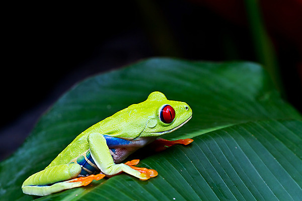 포토 JPG 해외이미지 나무 동물 야생동물 여행 오렌지 자연 개구리 양서류 사람없음 초록색 반려동물 걷기 줄무늬 산책 원숭이 점 호랑이 중앙아메리카 콜롬비아 육식동물 브라질 두꺼비 아르헨티나 동물상 베네수엘라 볼리비아 파라과이 해외202004 해외포토 식물 컬러 무늬 과일 포유류 모션 휴식 아메리카 조형물 남아메리카 생태계 파일형식 이미지허브