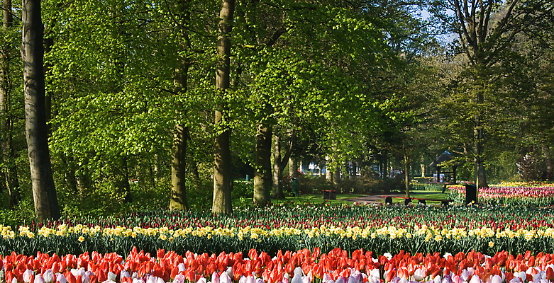 포토 JPG 해외이미지 나무 식물 공원 꽃 잎 밭 전구 자연 풍경 사람없음 장식 초록색 여름 빛 컬러풀 여행객 환경 정원 봄 튤립 벚꽃 흰색 나뭇가지 닫기 묘사 네덜란드 향기 장면 내추럴 밭일 그리너리 해외202004 해외포토 계절 공공시설 유럽 컬러 농업 모션 사람 생태계 냄새 파일형식 트랜드컬러 이미지허브
