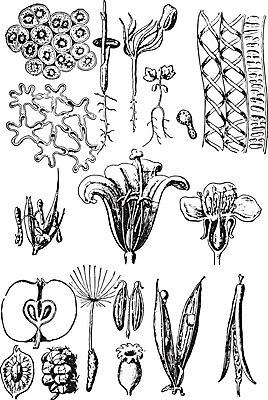 EPS 해외이미지 모양 식물 꽃 꽃무늬 패턴 채소 과일 일러스트 부분 자연 세포 미술 씨앗 검은색 수확 골동품 흰색 소나무 오르간 사과 민들레 그림 함선 판화 내추럴 꼬투리 꽃수술 옛날 해외202004 해외일러스트 나무 컬러 무늬 농업 문화예술 배 건반악기 생태계 선박 파일형식 벡터 이미지허브