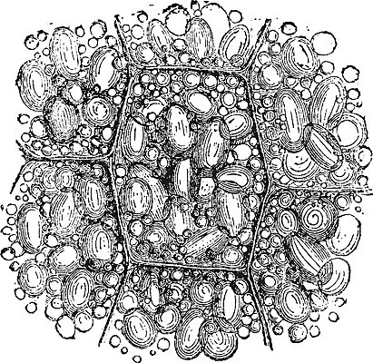 EPS 해외이미지 선 일러스트 세포 미술 검은색 수확 흰색 밀 그림 판화 녹말 해외202004 해외일러스트 컬러 농업 문화예술 곡류 파일형식 벡터 이미지허브