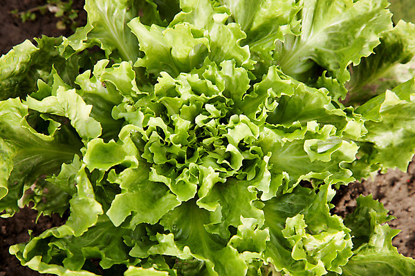 포토 JPG 해외이미지 식물 음식 잎 농업 채소 재료 사람없음 초록색 농작물 샐러드 성장 신선 상추 유기농 밭일 식용 채식주의자 해외202004 해외포토 웰빙 산업 컬러 채식 파일형식 이미지허브