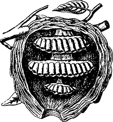 EPS 해외이미지 곤충 일러스트 수확 말벌 L 해외202004 해외일러스트 동물 알파벳 농업 벌_곤충 파일형식 벡터 이미지허브
