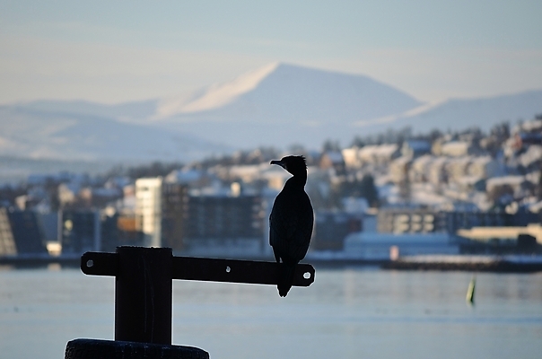 포토 JPG 해외이미지 동물 야생동물 바다 섬 겨울 날개 자연 조류 휴식 산 노르웨이 앉기 풍경 사람없음 야외 옆모습 물 햇빛 항구 도시 원형 고독 북극 깃털 싱글 부리 타이어 북쪽 북극해 해외202004 해외포토 자연요소 도형 계절 감정 유럽 뷰포인트 컨셉 교통시설 모션 태양 극지방 방향 생태계 파일형식 이미지허브
