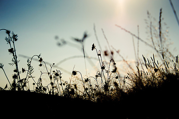 포토 JPG 해외이미지 식물 구름 디자인 계절 실루엣 백그라운드 잎 밭 자연 하늘 갈대 풍경 잔디 사람없음 야외 여름 빛 환경 검은색 황혼 일몰 새벽 소용돌이 흰색 뜨거움 황금 땅 밀 장면 내추럴 해외202004 해외포토 자연요소 컬러 농업 곡류 촬영기법 노을 회오리 생태계 파일형식 이미지허브