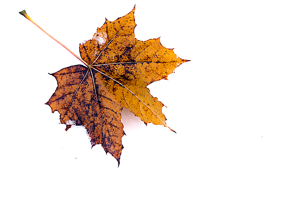 포토 JPG 해외이미지 계절 줄기 백그라운드 단풍 잎 겨울 오렌지 자연 아침 날씨 사람없음 노란색 가을 흰색 온도 정맥 해외202004 해외포토 주간 식물 컬러 과일 생태계 혈관 파일형식 이미지허브