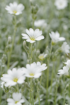 포토 JPG 해외이미지 식물 꽃잎 꽃 잎 패턴 자연 추상 사람없음 초록색 여름 흰색 개화 그룹 은색 원예 화단 꽃수술 영원 해외202004 해외포토 계절 컬러 무늬 취미 생태계 파일형식 이미지허브