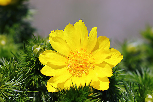 포토 JPG 해외이미지 식물 계절 꽃잎 꽃 백그라운드 잎 꽃무늬 밭 자연 풍경 잔디 사람없음 야외 초록색 여름 컬러풀 노란색 환경 정원 봄 성장 벚꽃 시골 신선 개화 약초 허브 장면 꿩 내추럴 거짓 해외202004 해외포토 컬러 무늬 농업 조류 풀_식물 생태계 파일형식 이미지허브