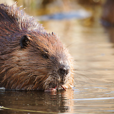 포토 JPG 해외이미지 나무 동물 척추동물 공원 호수 야생동물 음식 포유류 자연 생물 수염 털 관리 사람없음 야외 목재 초록색 물 강 반사 갈색 검은색 젖음 굴 연못 업무 닫기 치아 설치류 숲 자르기 먹기 꼬리 뿌리 토막 건축업자 발톱 비버 수유 잔물결 해외202004 해외포토 자연요소 식물 공공시설 건축 물결 컬러 재료 모션 발 어패류 작업 소화기관 생태계 파일형식 이미지허브