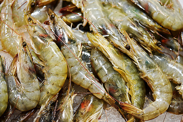 포토 JPG 해외이미지 바다 다이어트 조개 새우 건강 갑각류 요리 사람없음 빨간색 식당 식사 저녁식사 신선 호랑이 맛 왕 해산물 준비 날것 삶기 특별함 해외202004 해외포토 동물 컬러 컨셉 포유류 어패류 상점 파일형식 이미지허브