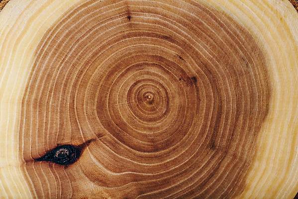 포토 JPG 해외이미지 나무 백그라운드 근접촬영 사람없음 목재 질감 나이테 물푸레나무 카피스페이스 해외202004 해외포토 식물 뷰포인트 재료 공백 파일형식 이미지허브