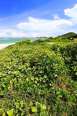 포토 JPG 해외이미지 바다 섬 잎 자연 휴가 휴식 사람없음 초록색 평화 뜨거움 그림 파라다이스 해외202004 해외포토 식물 컬러 컨셉 생태계 파일형식 이미지허브