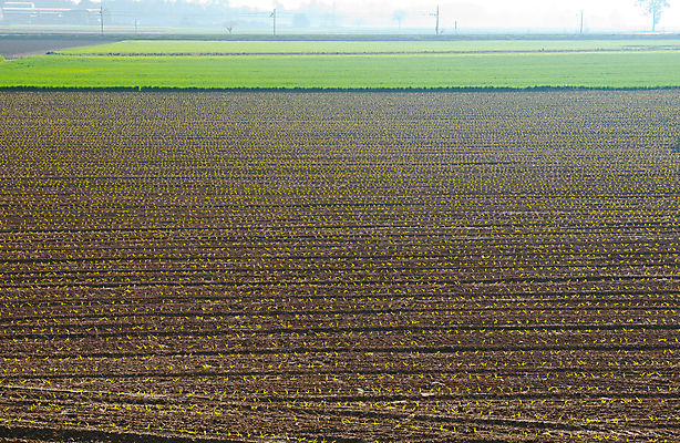 포토 JPG 해외이미지 계절 유럽 선 밭 농업 자연 아침 씨앗 풍경 사람없음 야외 초록색 농장 농경지 새싹 흙 봄 이탈리아 안개 성장 시골 침대 그늘 발사 땅 뿌리기 언덕 먼지 진흙 산기슭 내추럴 땅바닥 쟁기 줄서기 세련 해외202004 해외포토 주간 식물 나라 산업 컬러 가구 모션 날씨 산 바닥 생태계 파일형식 이미지허브