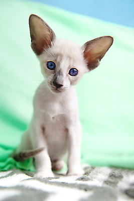 포토 JPG 해외이미지 동물 사람없음 초록색 반려동물 초콜릿 아기 호기심 얇은 해외202004 해외포토 감정 컬러 컨셉 디저트 사람 파일형식 이미지허브