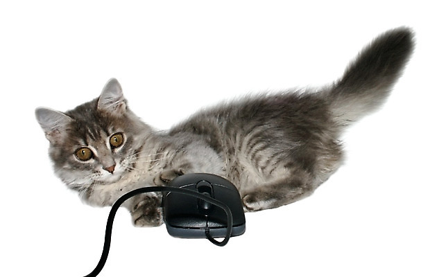 포토 JPG 해외이미지 동물 어린이 의자 자연 털 앉기 사람없음 반려동물 고양이 줄무늬 회색 작음 고립 해외202004 해외포토 컬러 가구 무늬 포유류 모션 사람 크기 생태계 파일형식 이미지허브