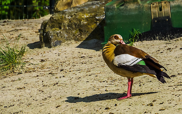 포토 JPG 해외이미지 동물 여자 남자 부분 아프리카 조류 오리 동물원 이집트 종류 성인 사람없음 장식 물 반려동물 컬러풀 갈색 회색 흰색 깃털 백조 거위 사하라 이국적 해외202004 해외포토 자연요소 나라 컬러 사람 사막 파일형식 이미지허브