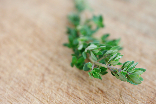 포토 JPG 해외이미지 식물 음식 백그라운드 잎 재료 건강 요리 사람없음 목재 초록색 약 흰색 나뭇가지 신선 양념 조미료 맛 허브 향신료 유기농 향기 향 아로마테라피 백리향 해외202004 해외포토 나무 웰빙 컬러 컨셉 의학 냄새 테라피 향미료 파일형식 이미지허브