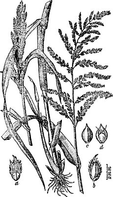 EPS 해외이미지 선 줄기 일러스트 미술 농작물 검은색 수확 흰색 낟알 그림 판화 수수 해외202004 해외일러스트 식물 컬러 농업 문화예술 파일형식 벡터 이미지허브