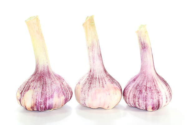 포토 JPG 해외이미지 음식 채소 재료 전구 건강 마늘 3 요리 사람없음 초록색 보라색 흰색 신선 맛 허브 제비꽃 향신료 매움 냄새 성분 채식주의자 해외202004 해외포토 식물 꽃 컬러 컨셉 채식 향미료 파일형식 이미지허브