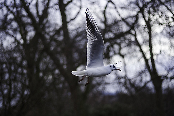 포토 JPG 해외이미지 동물 야생동물 바다 포즈 날개 모션 갈매기 조류 사람없음 공중 자유 비행 해충 깃털 속도 육식동물 육식 동물상 해외202004 해외포토 컨셉 조형물 벌레 파일형식 이미지허브