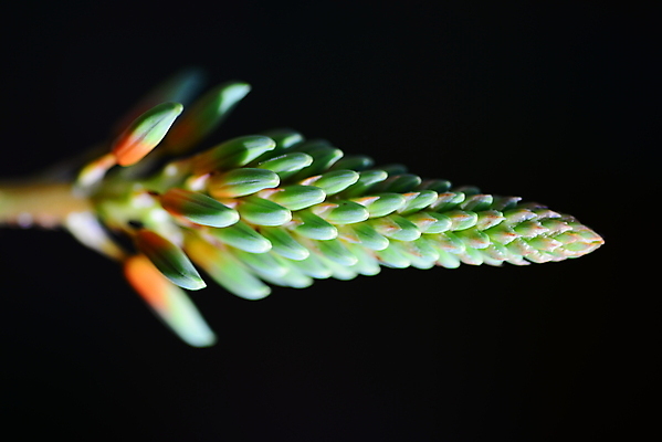 포토 JPG 해외이미지 식물 꽃 오렌지 자연 사람없음 초록색 정원 봄 해외202004 해외포토 계절 컬러 과일 생태계 파일형식 이미지허브