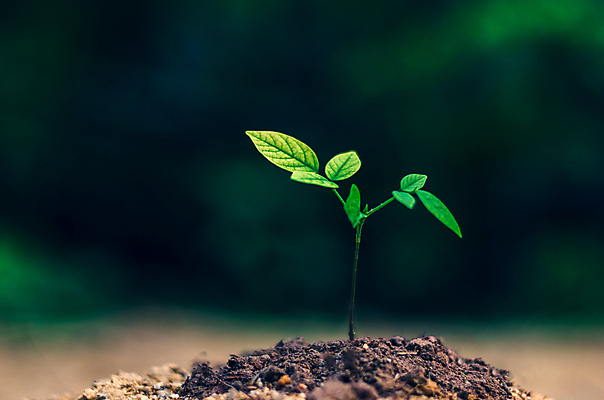 포토 JPG 해외이미지 나무 식물 1 손 계절 지구 백그라운드 컨셉 잎 농업 채소 자연 새로움 씨앗 사람없음 초록색 물 새싹 환경 정원 흙 봄 성장 흰색 아기 신선 숲 작음 땅 원예 뿌리 먼지 거름 고립 땅바닥 모종 묘목 생태학 심기 처음 세련 해외202004 해외포토 자연요소 교육 산업 컬러 모션 바닥 사람 취미 신체부위 크기 생태계 파일형식 이미지허브