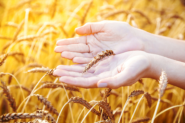 포토 JPG 해외이미지 라이프스타일 손 음식 빵 밭 농업 자연 건강 풍경 사람없음 여름 태양 노란색 맑음 일몰 터치 수확 성장 가을 시골 황금 낟알 시리얼 밀 보리 밀짚 해외202004 해외포토 자연요소 계절 산업 컬러 날씨 곡류 생활 신체부위 노을 짚 생태계 파일형식 이미지허브