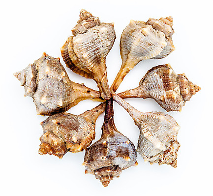 포토 JPG 해외이미지 동물 바다 자연 조개 연체동물 나선형 사람없음 견본 보라색 껍질 흰색 척추 달팽이 스파이크 이국적 해외202004 해외포토 컬러 무늬 어패류 무척추동물 뼈 생태계 파일형식 이미지허브