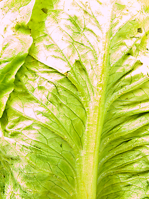 포토 JPG 해외이미지 식물 음식 백그라운드 잎 농업 다이어트 채소 재료 자연 건강 요리 사람없음 초록색 여름 빛 컬러풀 농장 식사 저녁식사 봄 샐러드 아기 신선 상추 먹기 오브젝트 유기농 질감 날것 내추럴 점심식사 고립 채식주의자 해외202004 해외포토 웰빙 계절 산업 컬러 모션 사람 생태계 채식 파일형식 이미지허브