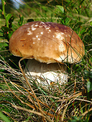 포토 JPG 해외이미지 식물 접시 계절 음식 줄기 잎 다이어트 채소 자연 탁자 건강 요리 사람없음 야외 초록색 갈색 환경 버섯 성장 가을 시골 숲 오브젝트 유기농 뿌리 내추럴 그물버섯 채식주의자 캡모자 해외202004 해외포토 모자_잡화 식기 웰빙 컬러 가구 생태계 채식 파일형식 이미지허브