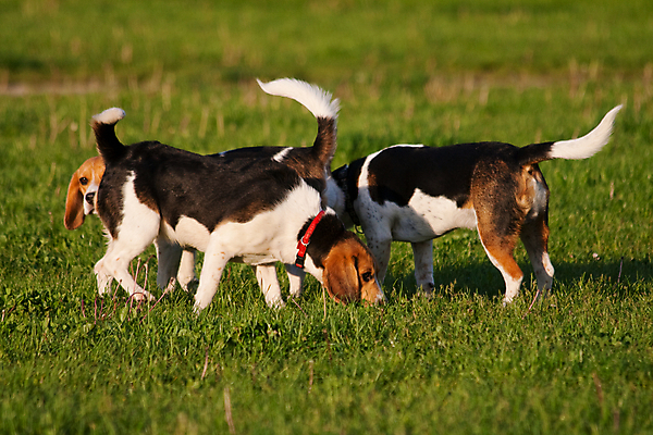 포토 JPG 해외이미지 동물 공원 행복 새끼 장난 포유류 발 자연 놀이 털 사람없음 가로 반려동물 기쁨 개 강아지 작음 사냥개 비글 송곳니 기르기 유래 해외202004 해외포토 공공시설 감정 신체부위 치아 크기 생태계 돌봄 파일형식 이미지허브
