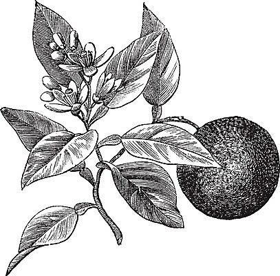 EPS 해외이미지 줄기 백그라운드 잎 오렌지 과일 일러스트 자연 귤 건강 미술 검은색 수확 골동품 흰색 신선 달콤 그림 판화 정맥 내추럴 고립 숙성 옛날 해외202004 해외일러스트 식물 컬러 농업 문화예술 맛 생태계 혈관 파일형식 벡터 이미지허브