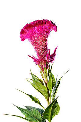 포토 JPG 해외이미지 식물 계절 꽃잎 꽃 분홍색 꽃다발 백그라운드 잎 꽃무늬 오렌지 자연 부활절 사람없음 야외 장식 빨간색 초록색 여름 컬러풀 노란색 정원 보라색 봄 성장 벚꽃 신선 꽃집 깃털 질감 엽서 내추럴 강렬 벨벳 해외202004 해외포토 기념일 컬러 무늬 과일 상점 실크 편지 생태계 파일형식 이미지허브