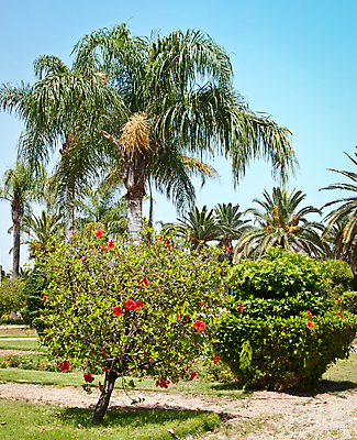 포토 JPG 해외이미지 나무 식물 구름 공원 꽃 도로 하늘 손바닥 사람없음 야외 여름 파란색 컬러풀 우주 활발 조경 이스라엘 히비스커스 해외202004 해외포토 자연요소 손 계절 공공시설 길 컬러 컨셉 교통시설 서아시아 파일형식 이미지허브