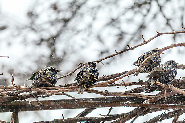 포토 JPG 해외이미지 동물 계절 공원 유럽 야생동물 백그라운드 겨울 날개 자연 조류 하늘 포도 사람없음 야외 목재 파란색 정원 검은색 봄 흰색 깃털 부리 포도나무 내추럴 고립 해외202004 해외포토 나무 공공시설 나라 컬러 과일 재료 과일나무 생태계 파일형식 이미지허브