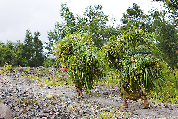 포토 JPG 해외이미지 여자 음식 교통시설 자연 산 사람없음 카트 수확 업무 바퀴 소 먹이 수집 화산 인도네시아 해외202004 해외포토 아시아 교통 농업 포유류 사람 작업 시설 생태계 파일형식 이미지허브