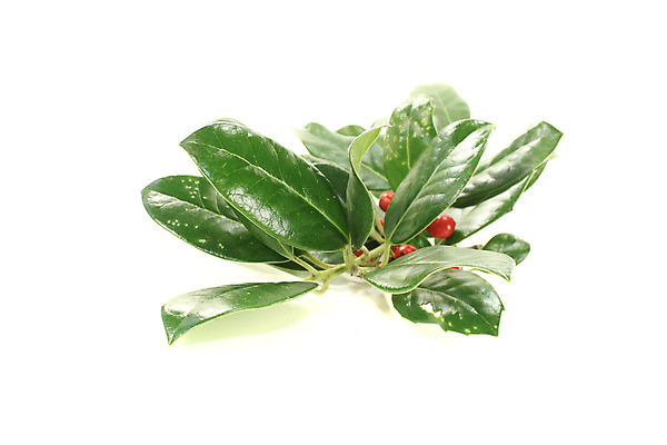 포토 JPG 해외이미지 식물 열매 잎 크리스마스 겨울 과일 사람없음 장식 빨간색 초록색 가을 흰색 나뭇가지 12월 보석 관목 상록수 찌르기 해외202004 해외포토 나무 계절 기념일 컬러 모션 날짜 광석 파일형식 이미지허브