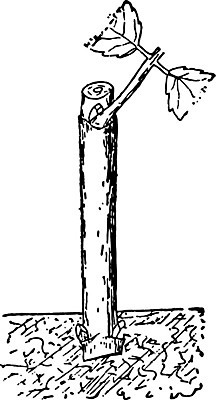 EPS 해외이미지 선 일러스트 미술 검은색 수확 흰색 자르기 달리아 그림 판화 해외202004 해외일러스트 꽃 컬러 농업 모션 문화예술 파일형식 벡터 이미지허브