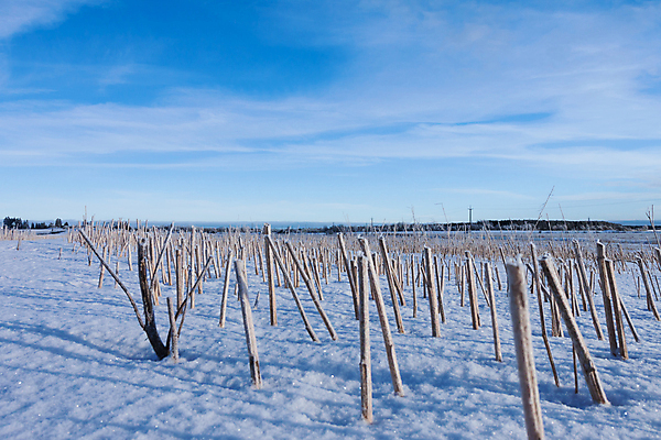 포토 JPG 해외이미지 나무 계절 유럽 도로 지구 겨울 밭 농업 하늘 옥수수 사람없음 파란색 농작물 컬러풀 햇빛 얼음 추위 수확 시골 숲 큼 12월 밀 서리 고드름 1월 눈내림 해외202004 해외포토 자연요소 식물 나라 산업 길 컬러 교통시설 곡류 눈_날씨 태양 날짜 크기 파일형식 이미지허브