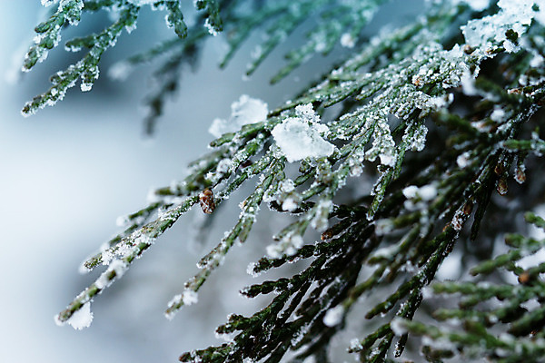포토 JPG 해외이미지 나무 식물 백그라운드 잎 크리스마스 겨울 자연 새로움 사람없음 장식 초록색 정원 추위 흰색 나뭇가지 12월 연도 서리 내추럴 향나무 해외202004 해외포토 계절 기념일 컬러 컨셉 날짜 생태계 파일형식 이미지허브