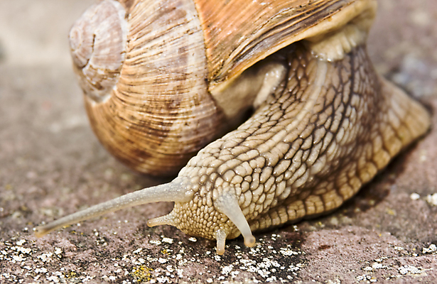 포토 JPG 해외이미지 동물 백그라운드 자연 주택 사람없음 야외 느림 동물상 민달팽이 끈적임 해외202004 해외포토 건물 조형물 생태계 파일형식 달팽이_동물 이미지허브