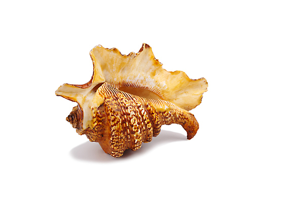 포토 JPG 해외이미지 바다 여행 백그라운드 자연 추상 휴가 조개 연체동물 프레임 사람없음 장식 가로 우주 껍질 흰색 그룹 해외202004 해외포토 컬러 무늬 어패류 무척추동물 생태계 파일형식 이미지허브