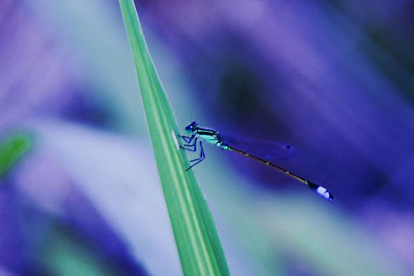 포토 JPG 해외이미지 곤충 백그라운드 잎 날개 자연 사람없음 파란색 미국 보석 꼬리 내추럴 카피스페이스 플로리다 해외202004 해외포토 식물 동물 컬러 북아메리카 공백 광석 생태계 파일형식 이미지허브