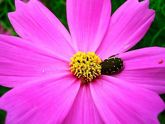 포토 JPG 해외이미지 식물 꽃잎 꽃 분홍색 꽃무늬 오렌지 자연 국화 사람없음 빨간색 여름 세트 컬러풀 장미 노란색 보라색 봄 활발 벚꽃 흰색 신선 개화 그룹 난초 변화 선택 백합 자르기 수집 달리아 제비꽃 묘사 코스모스 데이지 붓꽃 고립 섞기 아욱 많음 피튜니아 해외202004 해외포토 계절 컬러 컨셉 무늬 과일 모션 생태계 파일형식 이미지허브