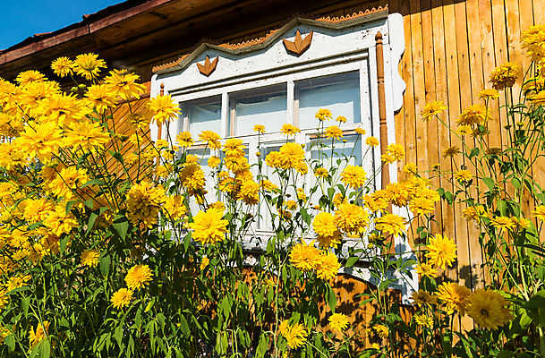 포토 JPG 해외이미지 전통 디자인 외관 꽃 문화 건축양식 창문 주택 프레임 사람없음 건물 목재 장식 노란색 마을 수확 시골 판넬 거친 균열 맨션 질감 복고 러시아 목각 셔터 러시아인 옛날 해외202004 해외포토 서양인 나무 식물 건축물 건축 유럽 컬러 농업 재료 모션 파일형식 이미지허브